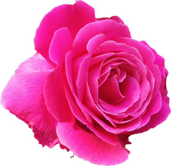 a pink rose on a white background