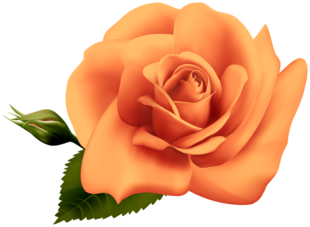 an orange rose with green leaves