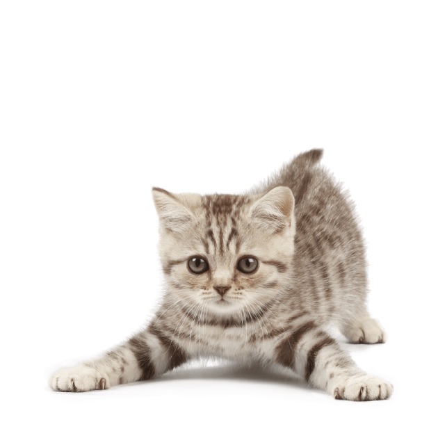 a small kitten is looking at the camera