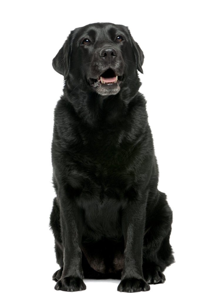 a black dog sitting in front of a white background