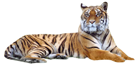 a tiger laying down on the ground