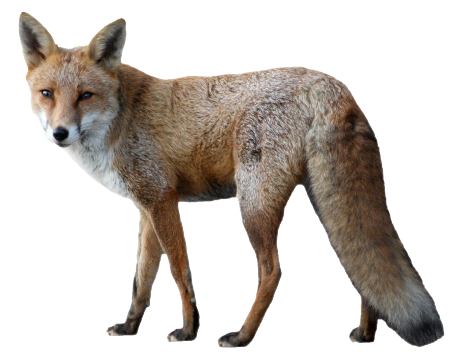a red fox standing on a white background