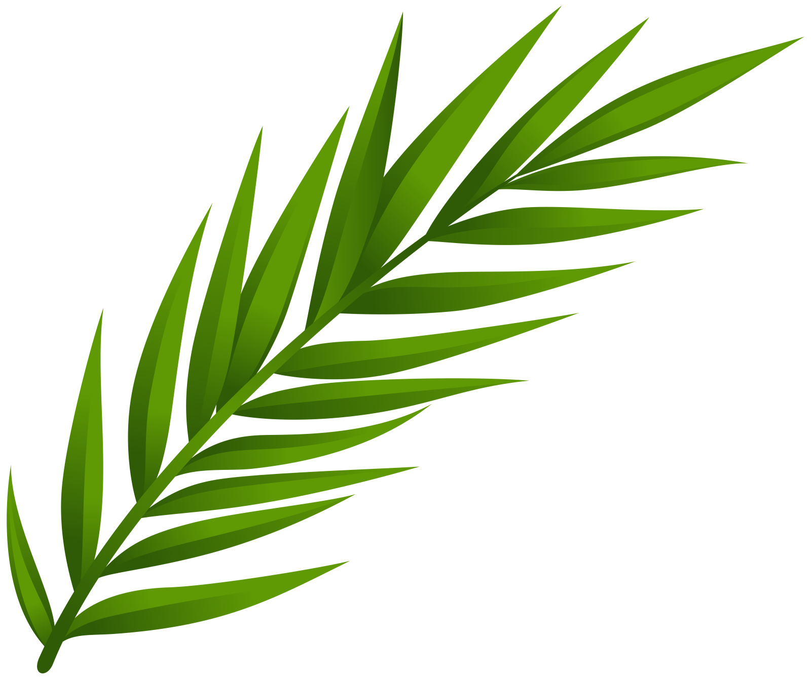 a green leaf on a white background
