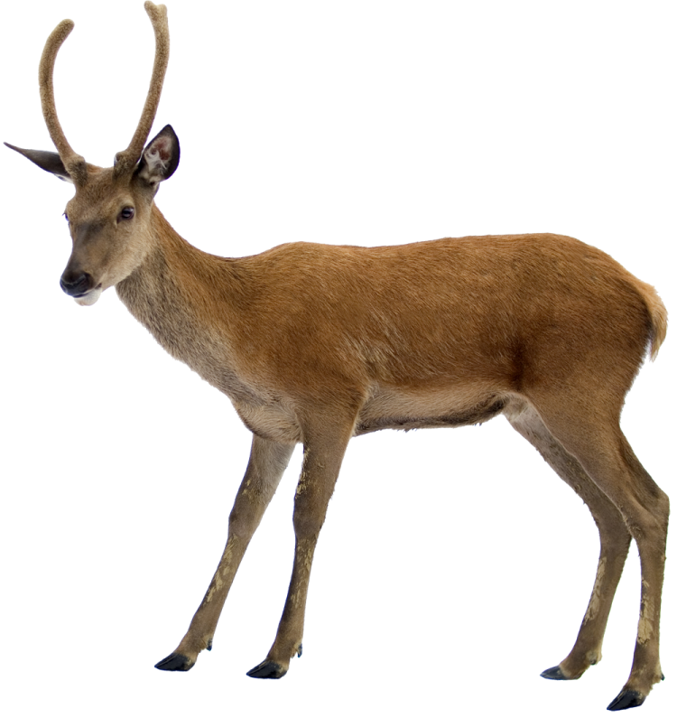a small deer standing in front of a white background