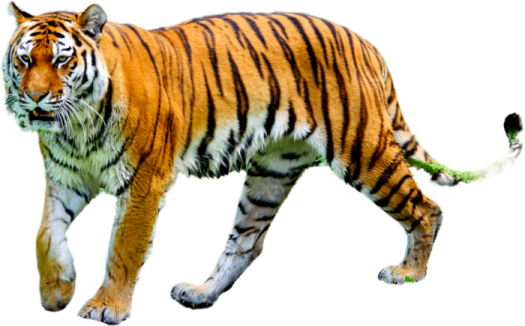 a tiger walking across a white surface