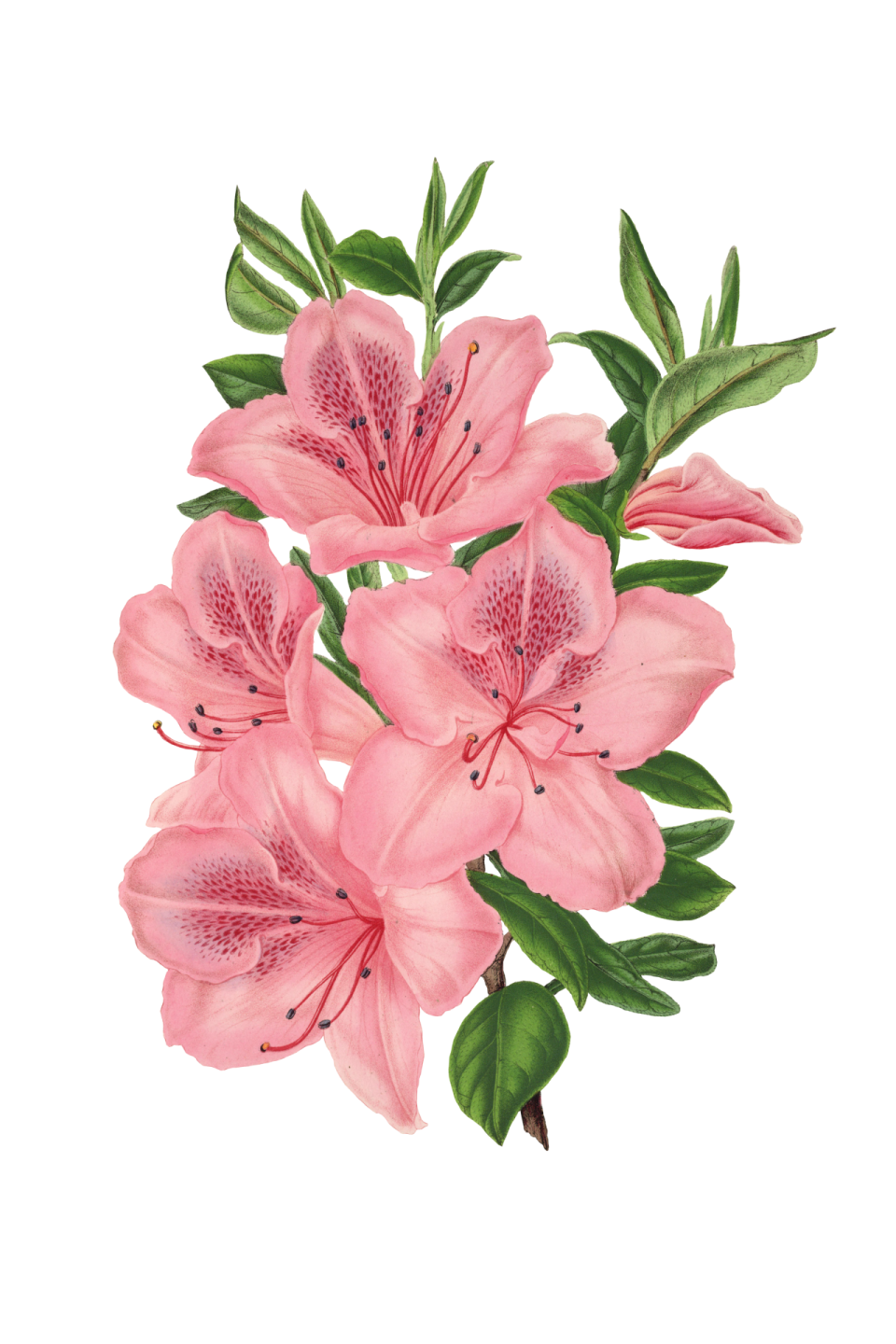 pink flowers on a white background