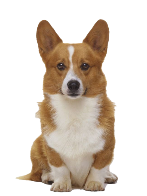 a small brown and white dog sitting down