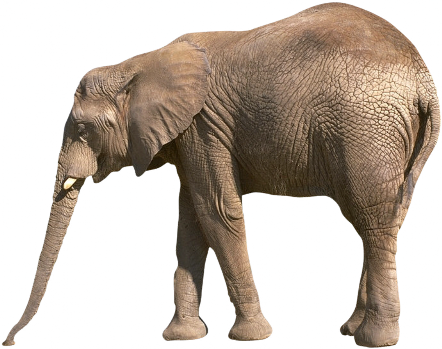 an elephant standing in front of a white background