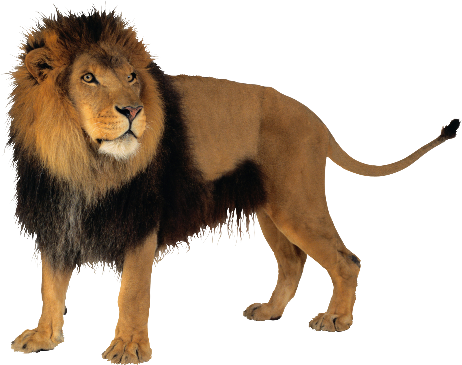 a lion standing in front of a white background