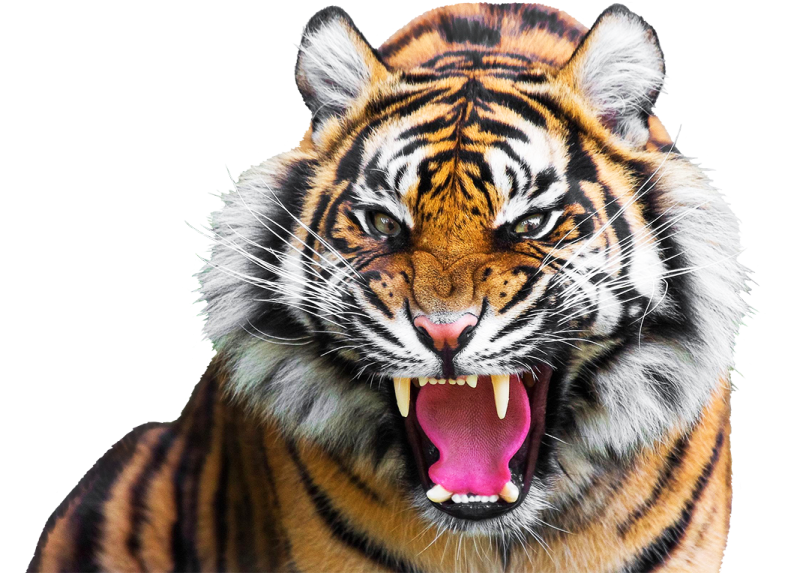 a close up of a tiger with its mouth open