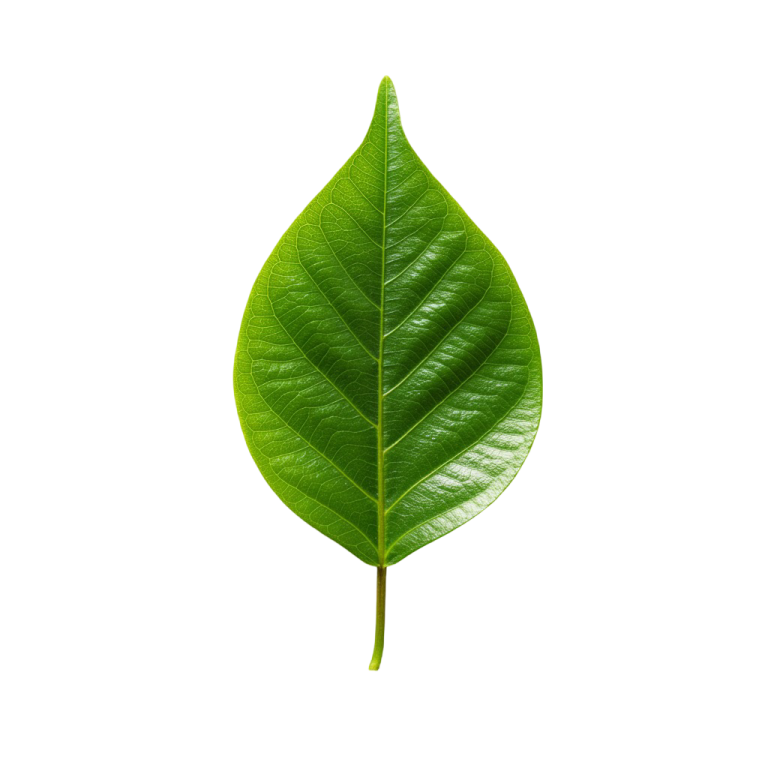 a green leaf on a white background