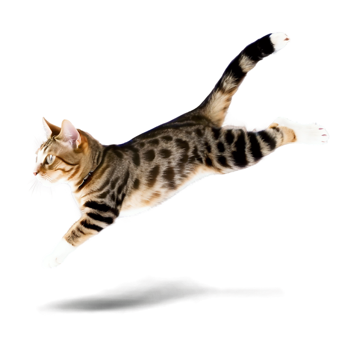 a cat jumping in the air on a white background