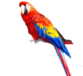 a colorful bird sitting on top of a tree branch