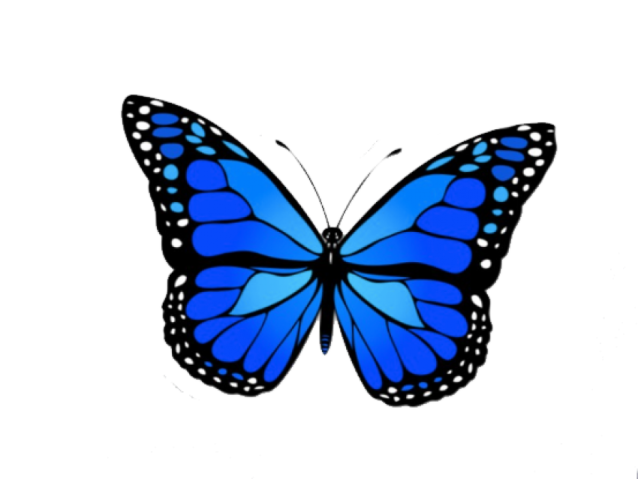 a blue butterfly on a white background