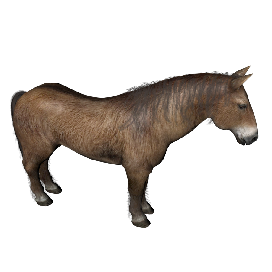 a brown horse standing on a white surface