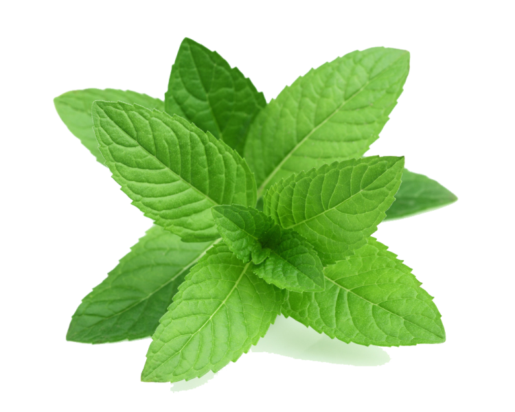 a green leaf on a white background