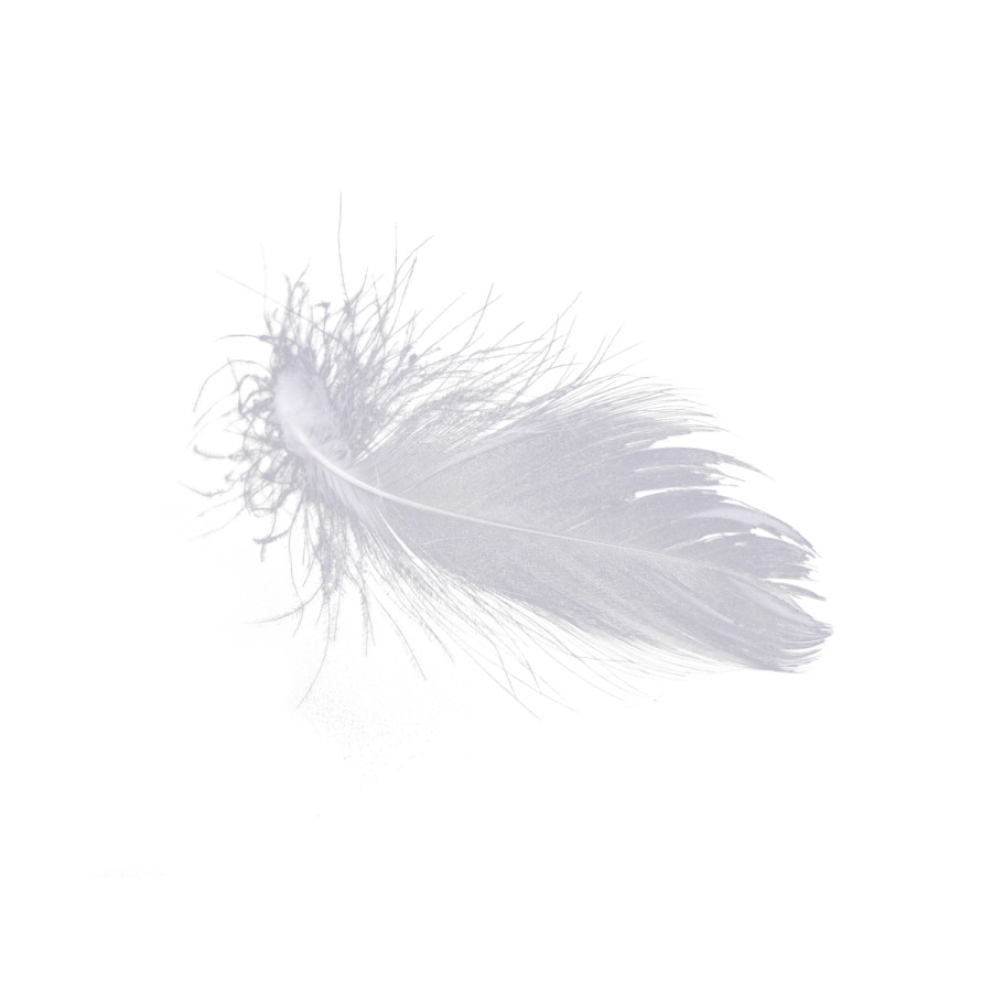 a feather on a white background
