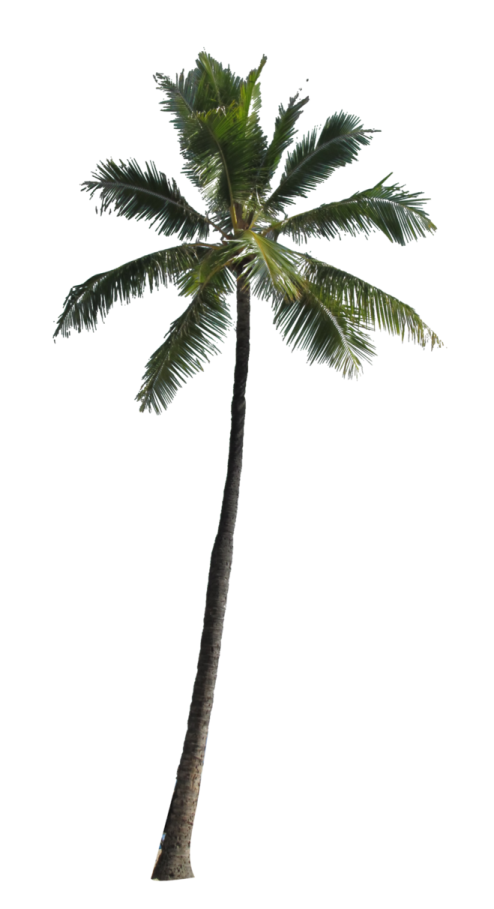 a palm tree on a white background