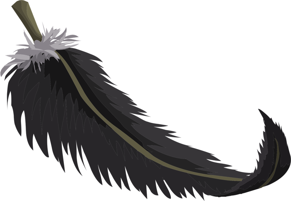 a black feather with white feathers on it