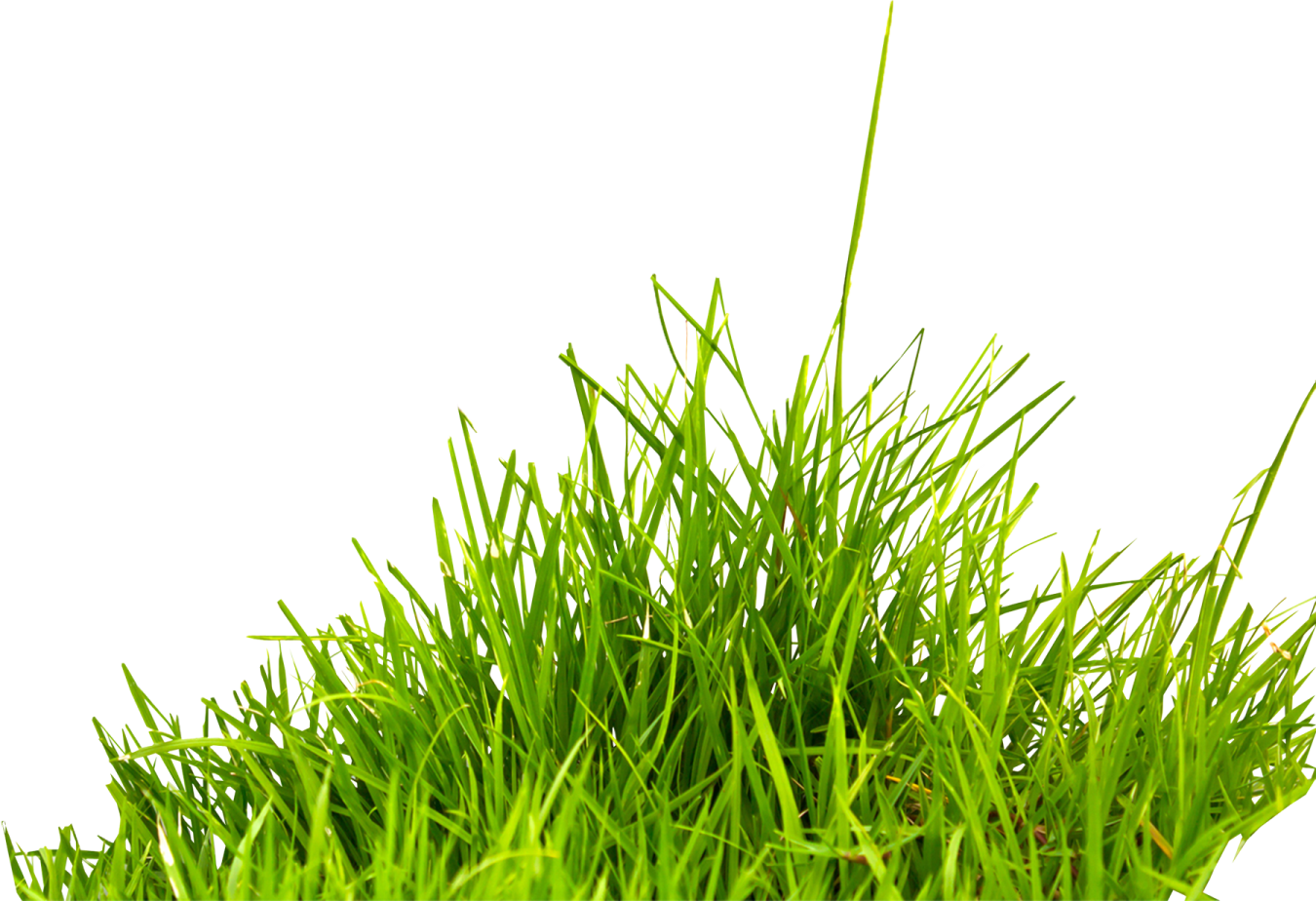 green grass on a white background