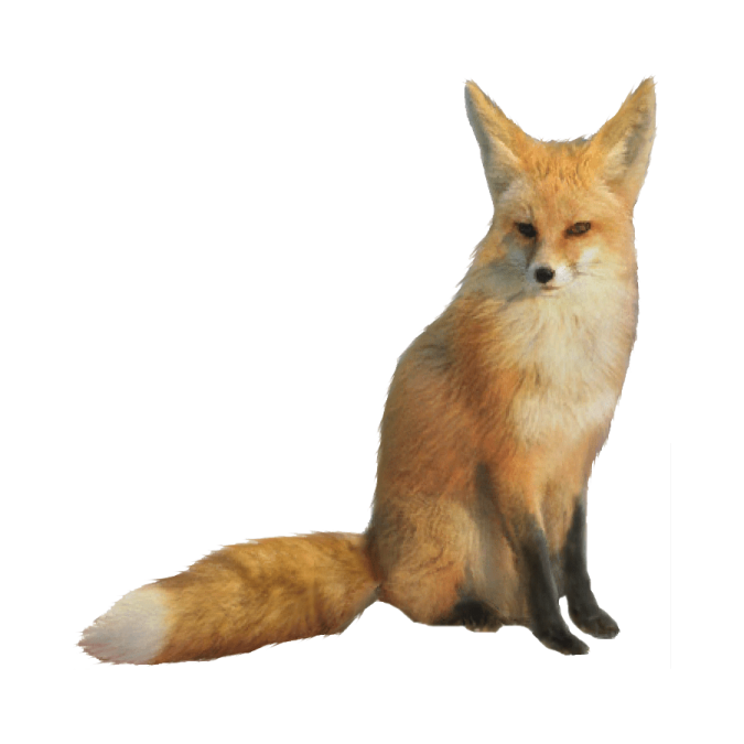 a red fox sitting on the ground