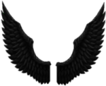 a pair of black wings