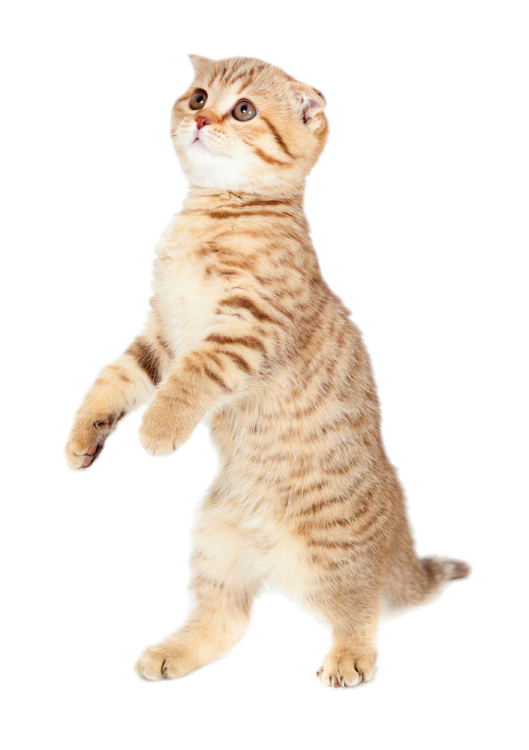 a small kitten standing on its hinds