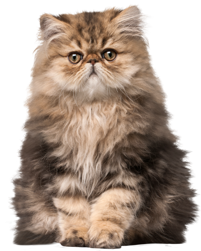 a fluffy cat sitting down looking at the camera