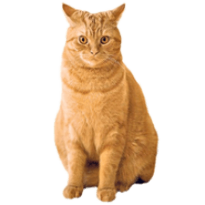 an orange cat sitting on a white surface