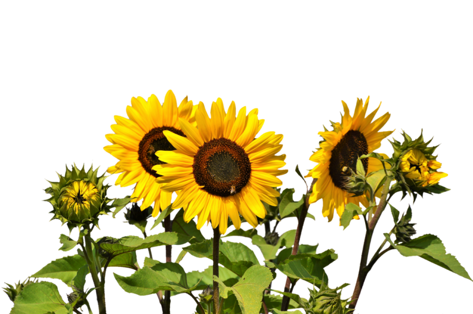 a bunch of sunflowers