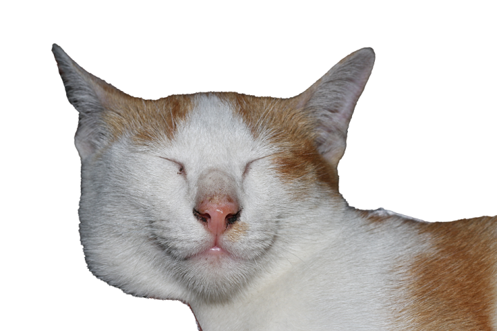 a close up of a cat's face on a white background