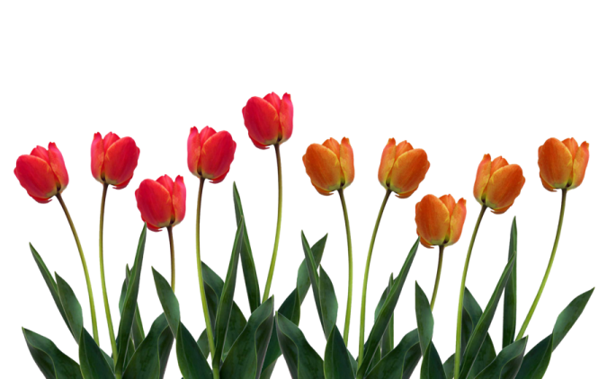 a bunch of red and yellow tulips