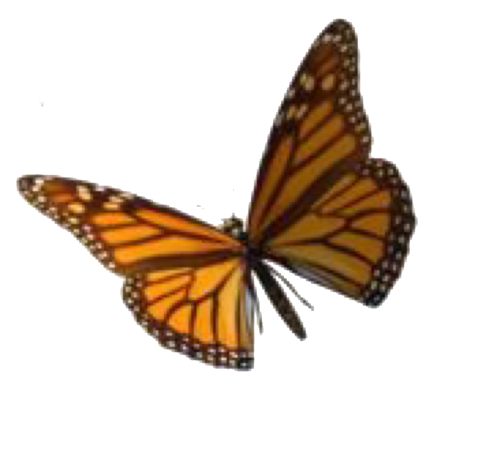 a monarch butterfly on a white background