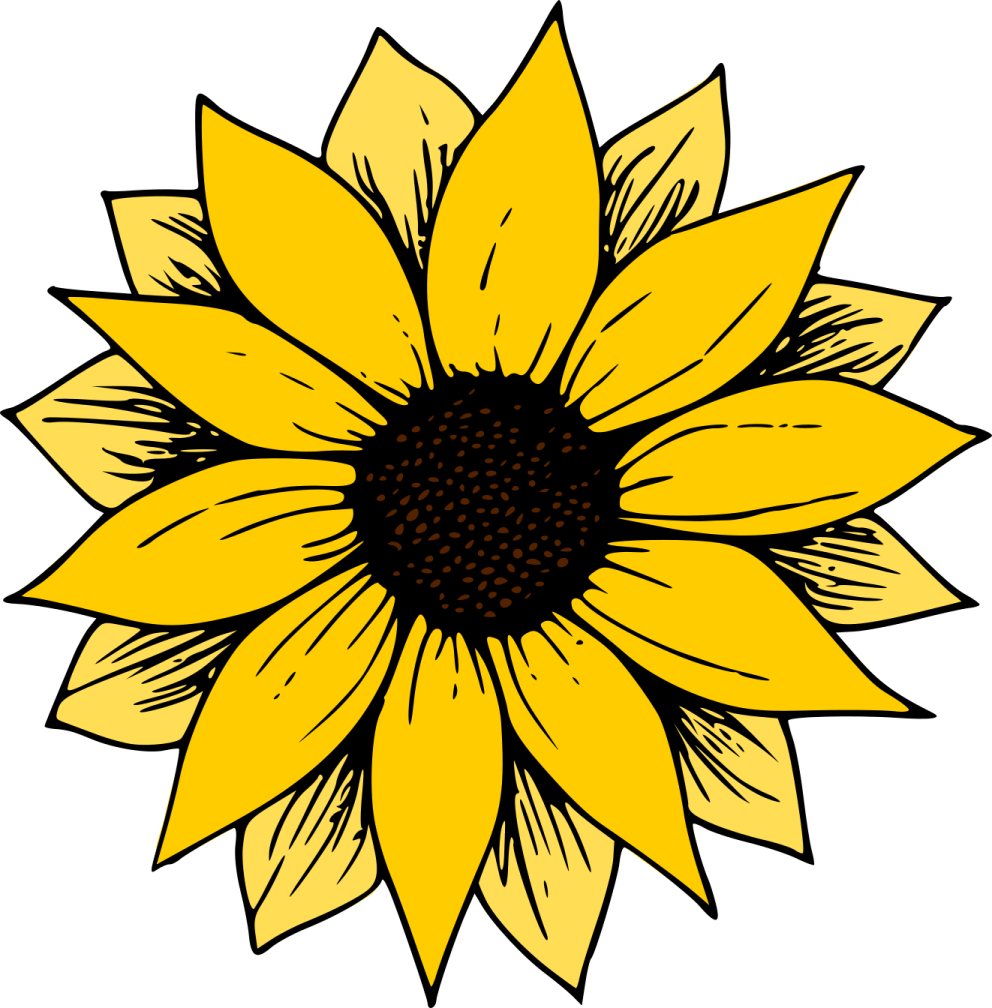 a yellow sunflower with black center