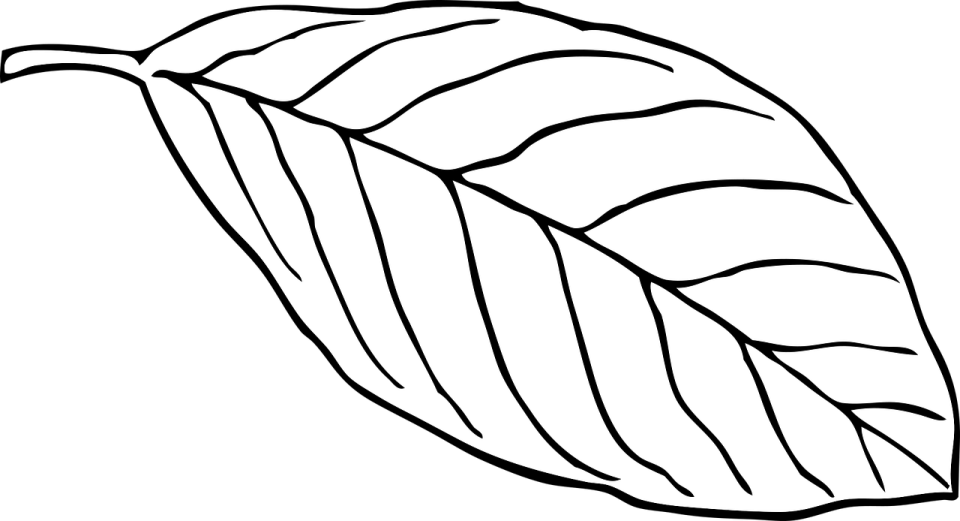 a black and white drawing of a leaf