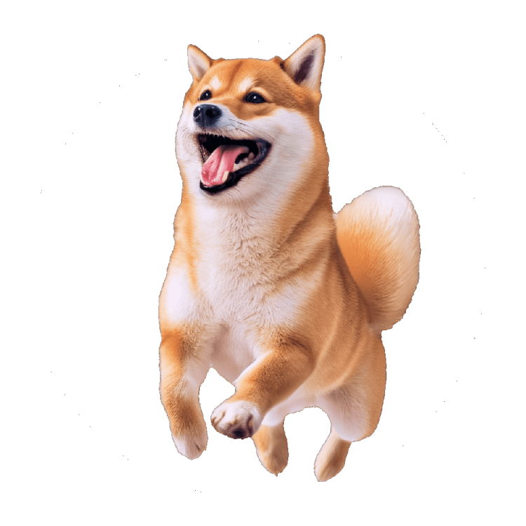 a brown and white dog jumping in the air