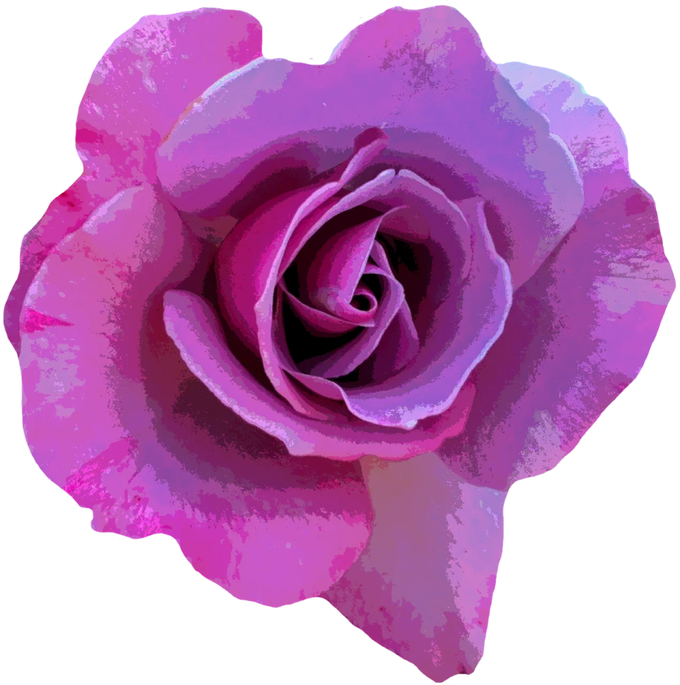 a pink rose on a white background