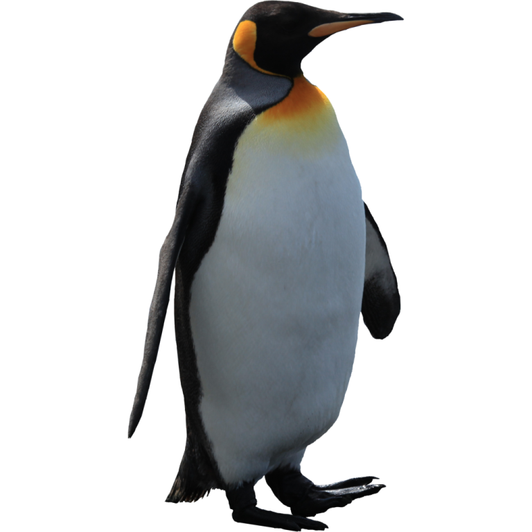 an image of a penguin on a white background