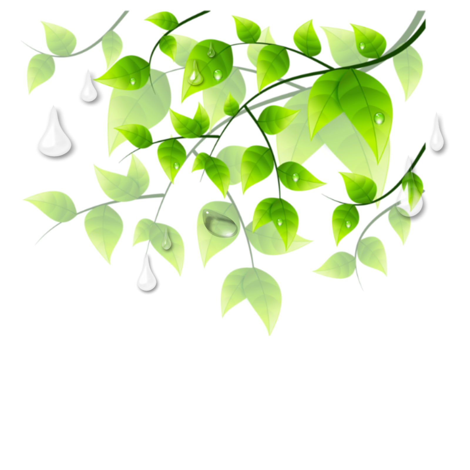 a branch with green leaves and water drops