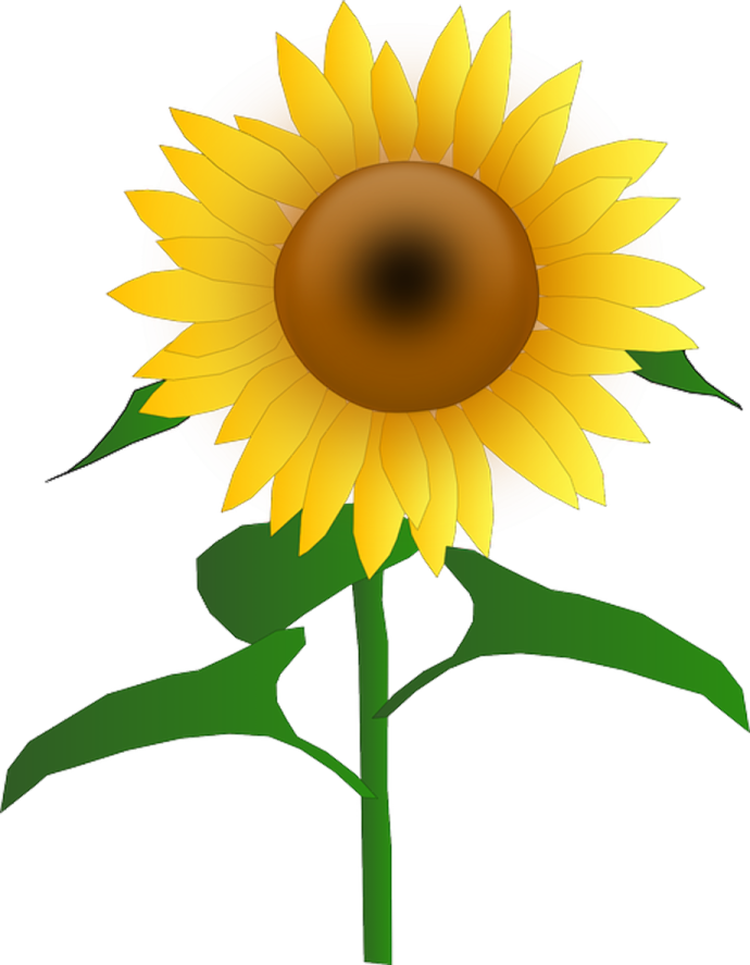 a yellow sunflower with green leaves