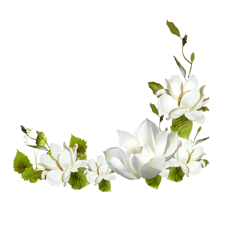 white flowers on a white background