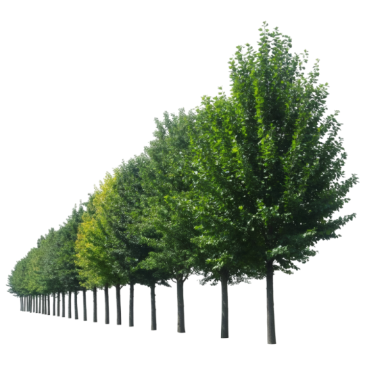 a row of trees on a white background