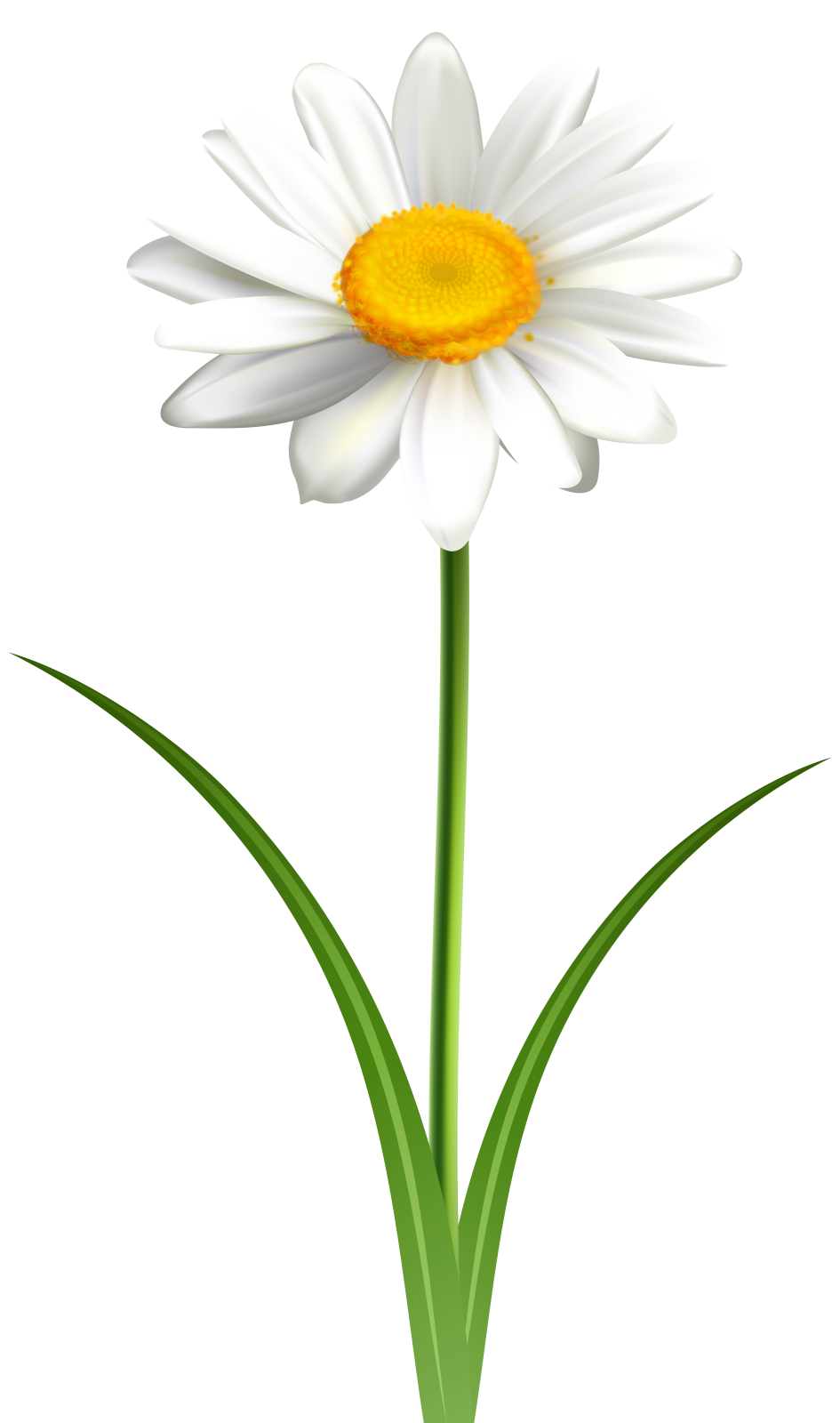 a white flower with yellow center
