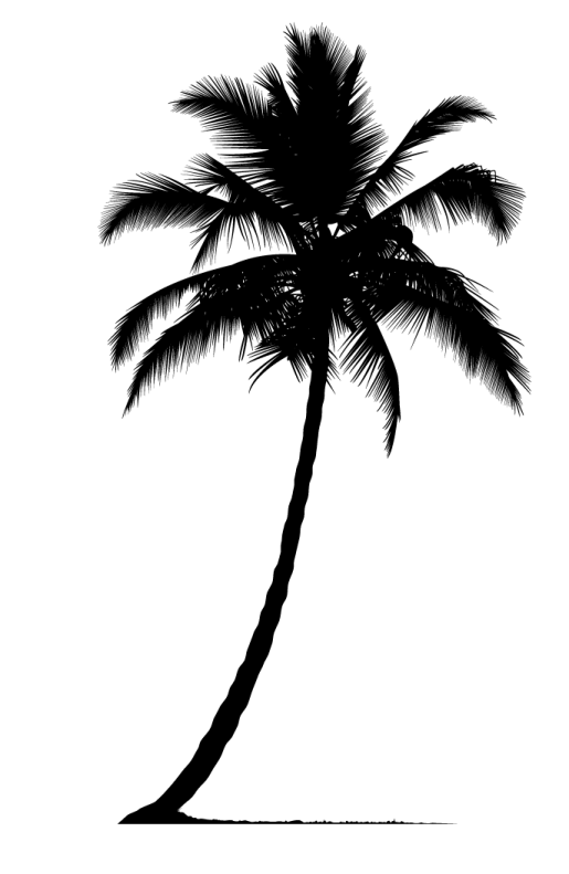 a black and white silhouette of a palm tree