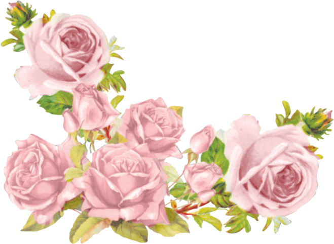 a bunch of pink roses with green leaves