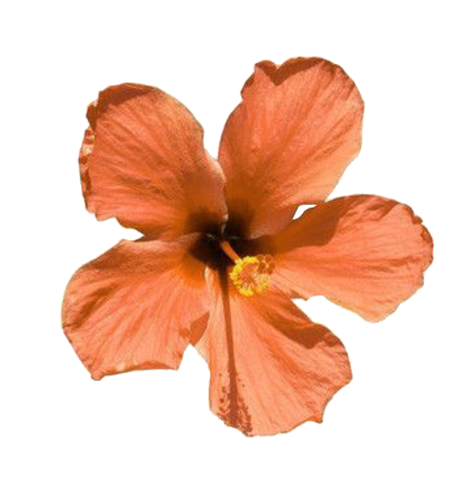an orange flower on a white background