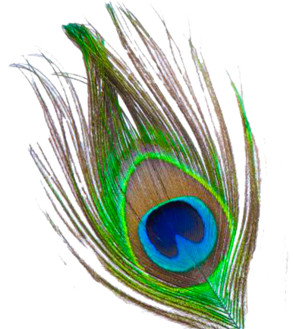 a peacock feather on a white background