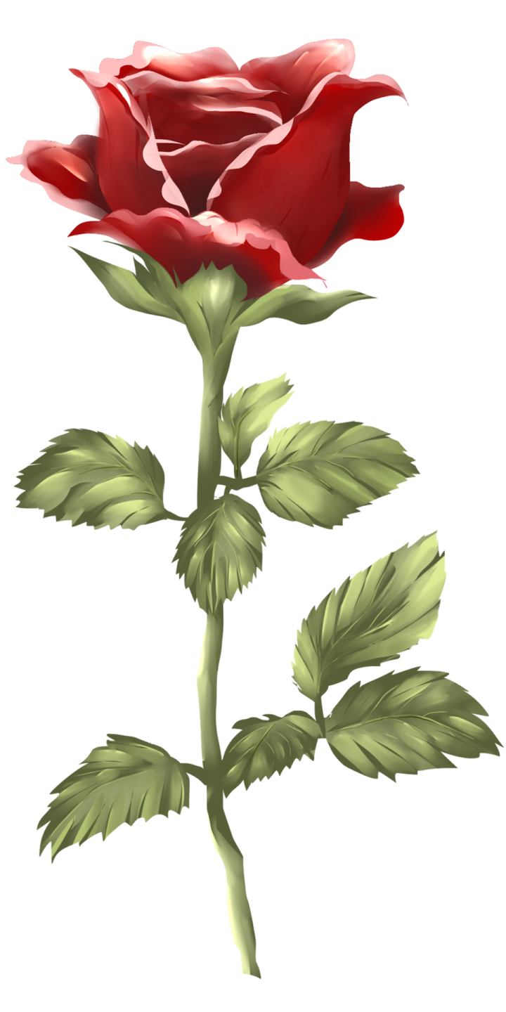 a red rose on a white background