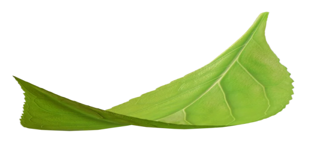 a green leaf on a white background