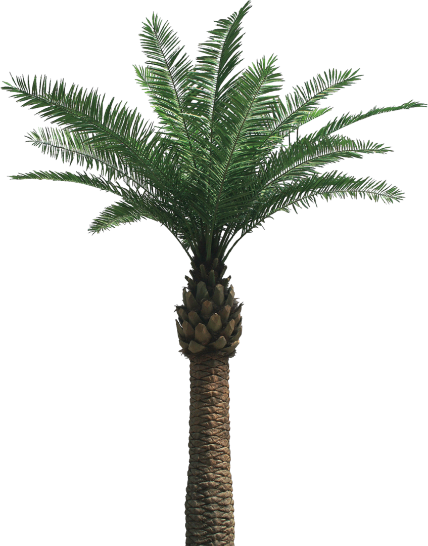 a palm tree on a white background